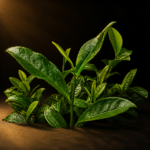 Strong Aroma Tieguanyin Tea | Bulk Oolong Loose Leaf - Image 4