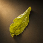 Strong Aroma Tieguanyin Tea | Bulk Oolong Loose Leaf - Image 3